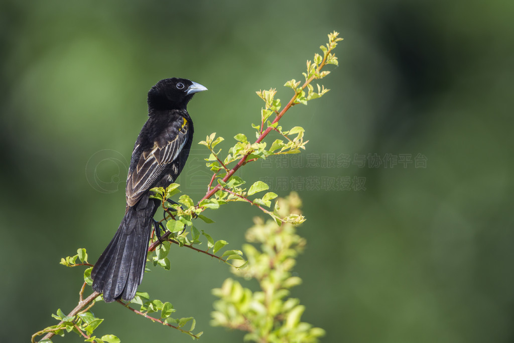 Ploceidae  Euplectes albonotatus 塣Ϸǿ³ҹ԰İ׳Ѹ