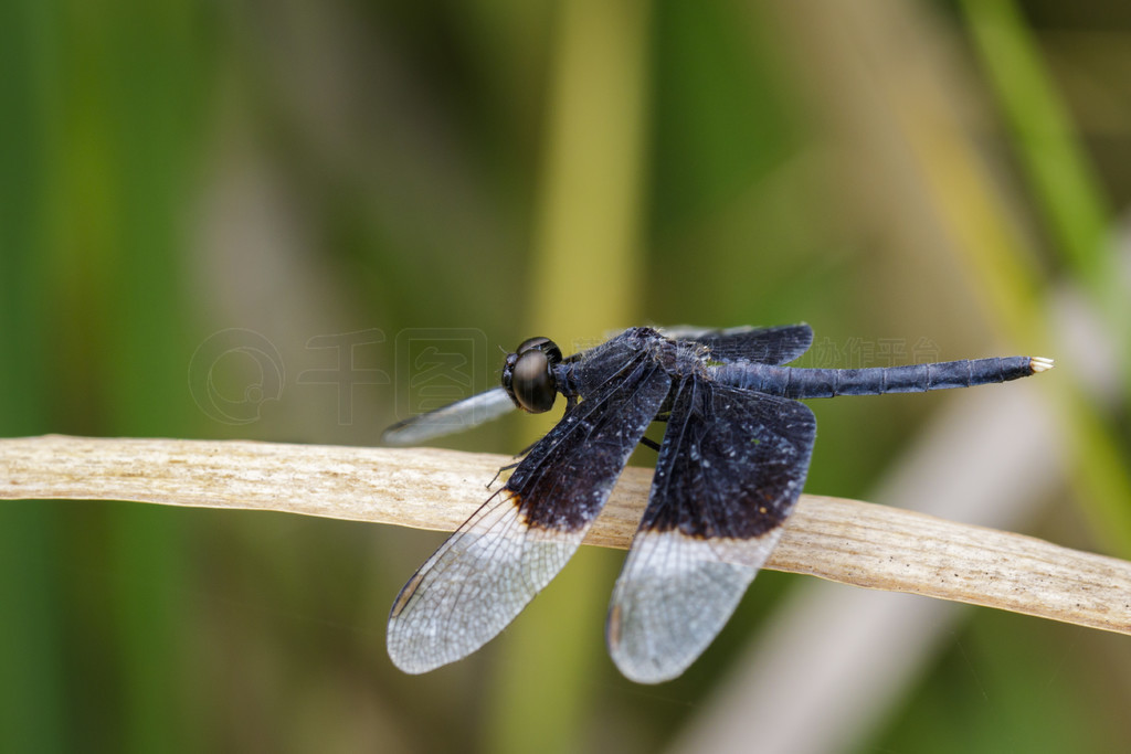 ҶϵȾɫˮƲ (Neurothemis Tullia) ͼ涯