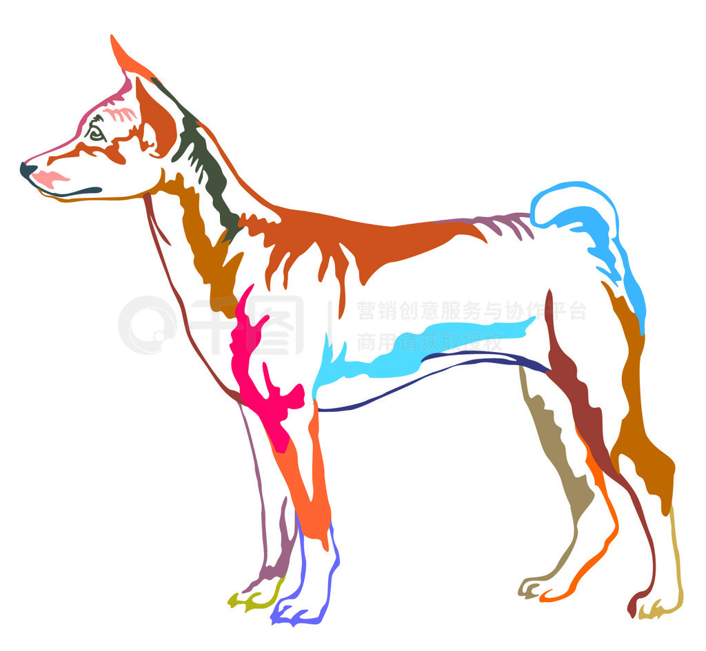 վ Basenji еĲɫװФ񣬰ɫϵʸͼ