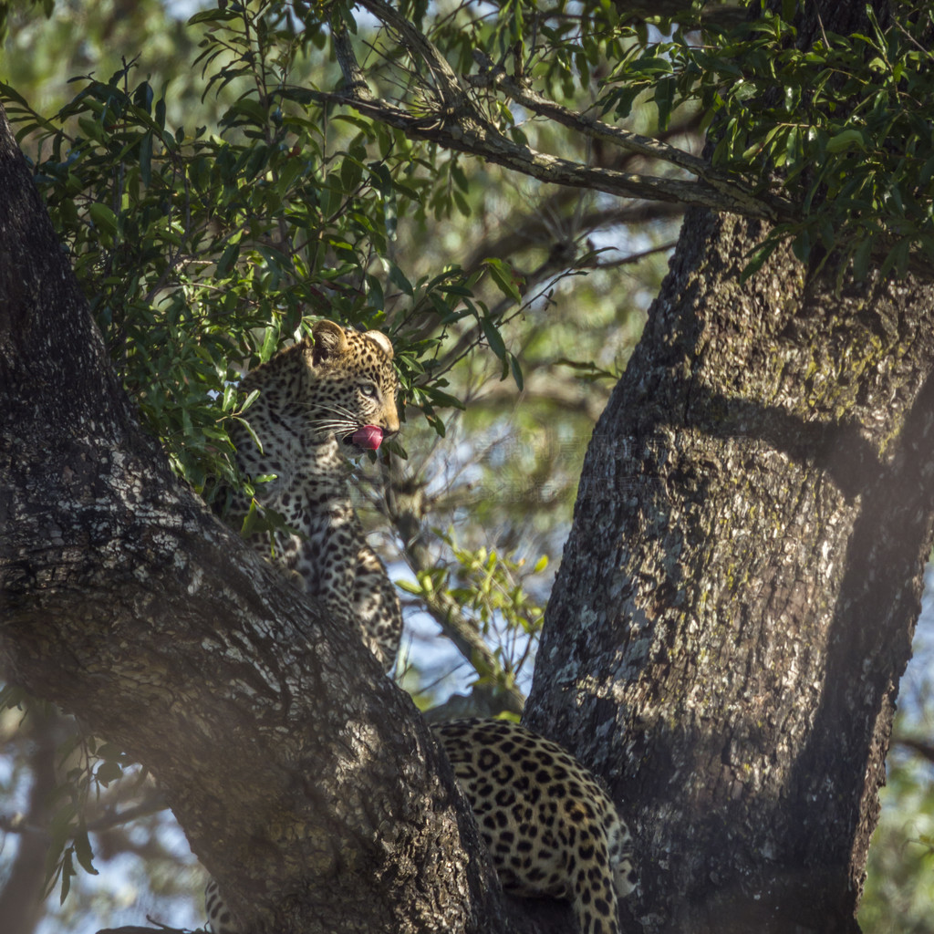 ֻıϷǿ³ҹ԰һϣèƶ Panthera pardus 塣Ϸǿ³ҹ԰ı