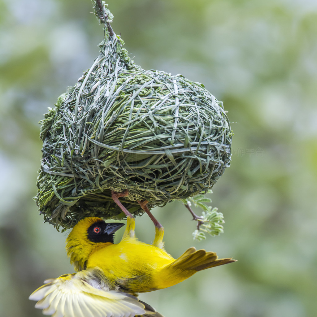 Ploceidae  Ploceus velatus 塣Ϸǿ³ҹ԰ϲ֯