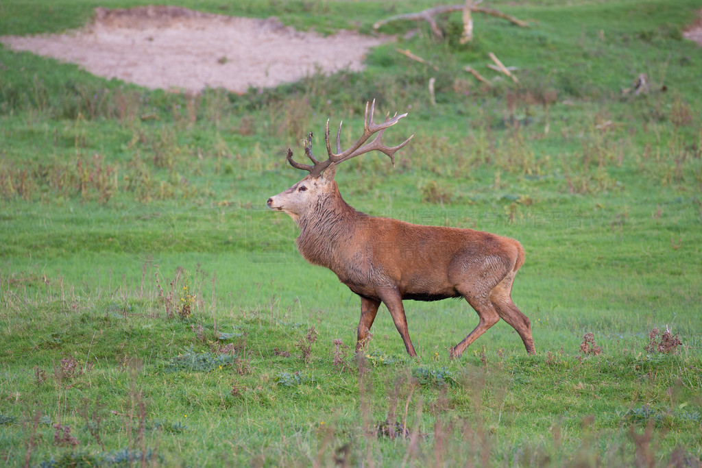 ҹ԰ Oostvaardersplassen ¹ڽ伾ڡ伾¹Ĺҹ԰ Oostvaardersplassen