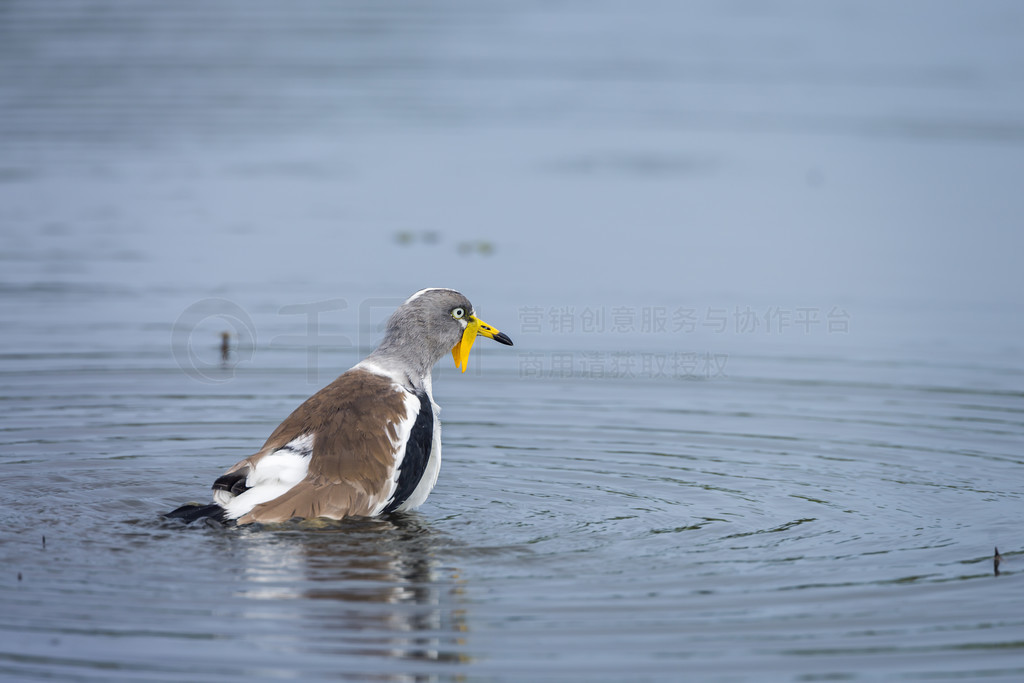 Ϸǿ³ҹ԰ԡİͷ죻 Charadriidae  Vanellus albiceps 塣Ϸǿ³ҹ԰İͷ