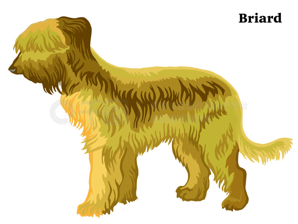 վ Briard еװФڰɫϸʸɫͼƵͼ