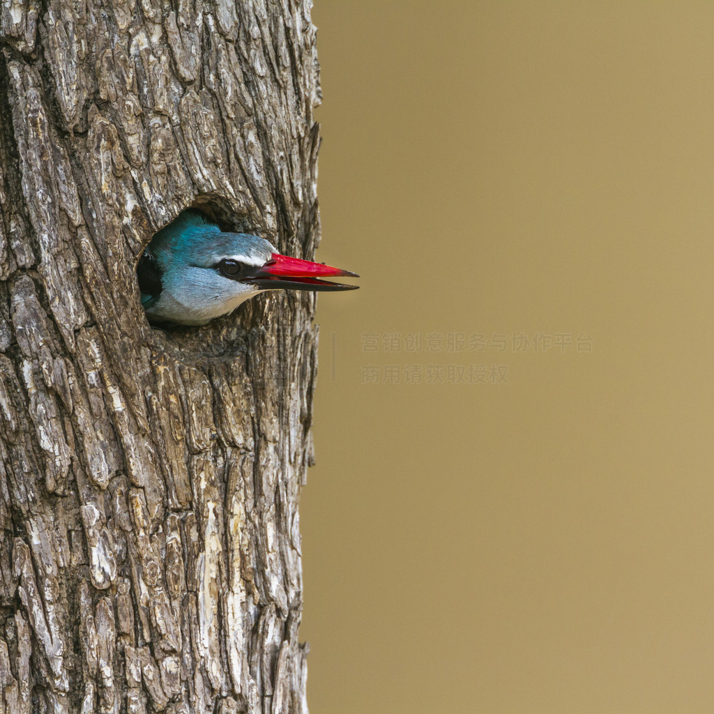 Alcedinidae  Halcyon senegalensis 塣Ϸǿ³ҹ԰ֵش