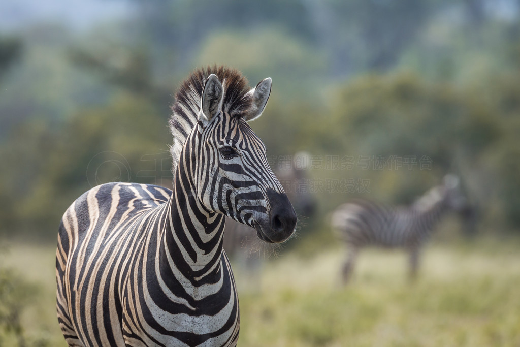 Ϸǿ³ҹ԰ȻеƽԭФ Equus quagga burchellii ơϷǿ³ҹ԰ƽԭ