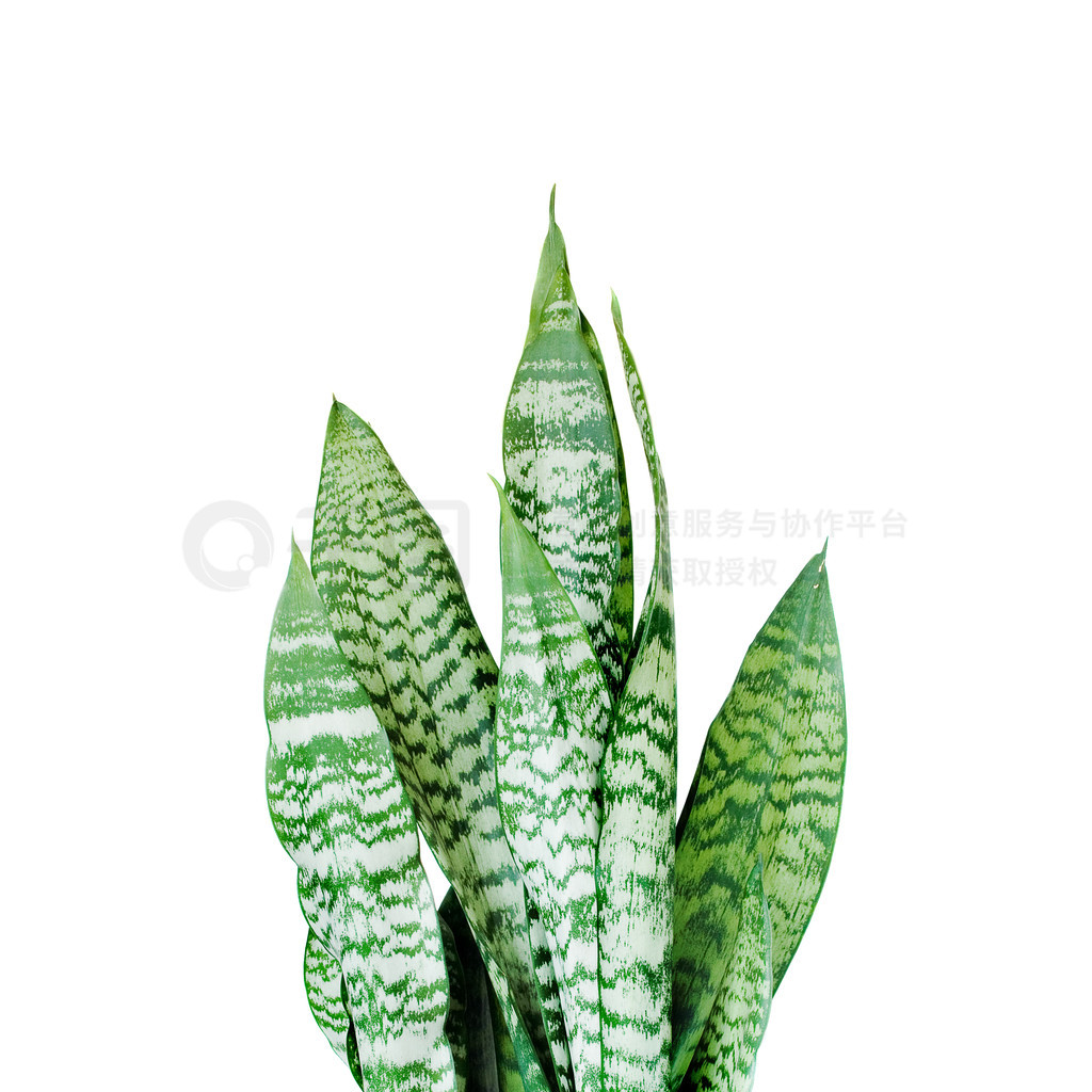 ֲ Sansevieria ڰɫմɻиڰɫ