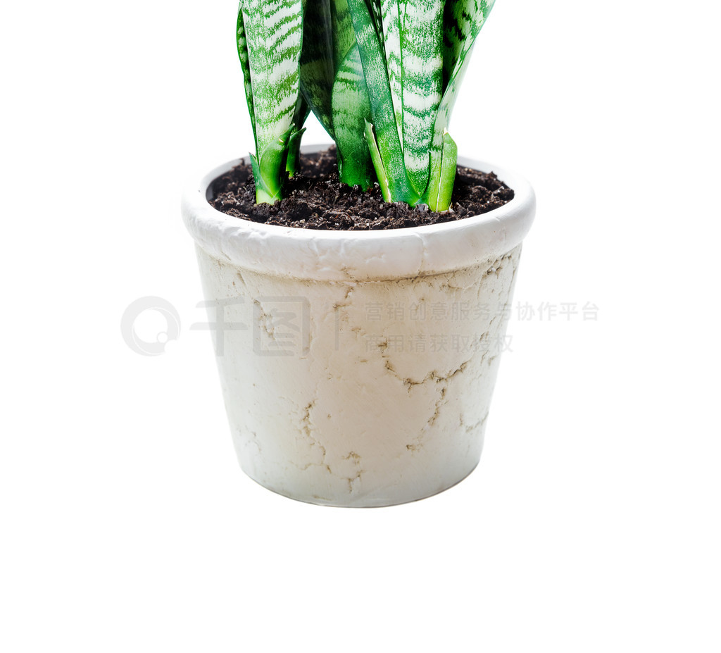 ֲ Sansevieria ڰɫմɻиڰɫ