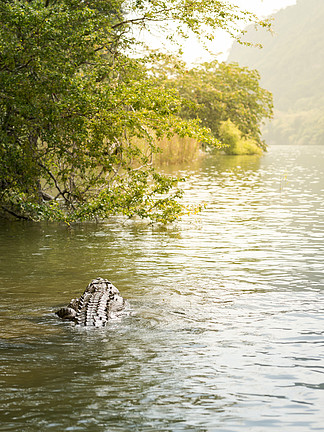 Sumidero峡谷的鳄鱼。墨西哥恰帕斯州苏米德罗峡谷的淡水鳄鱼