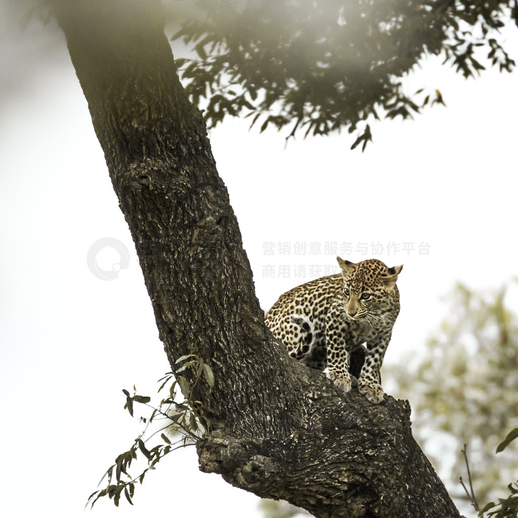 ıϷǿ³ҹ԰һϣèƶ Panthera pardus 塣Ϸǿ³ҹ԰ı