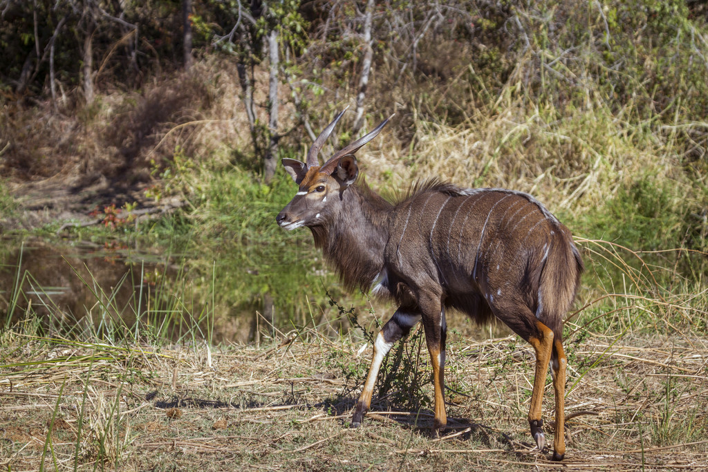 Ϸǿ³ҹ԰ţƵ Tragelaphus angasii 塣Ϸǿ³ҹ԰