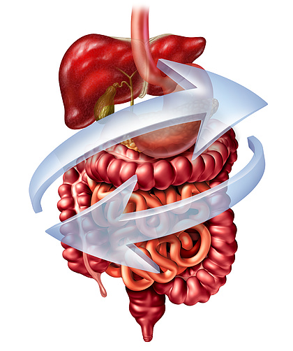 【胰腺臟器】圖片免費下載_胰腺臟器素材_胰腺臟器模板-千圖網