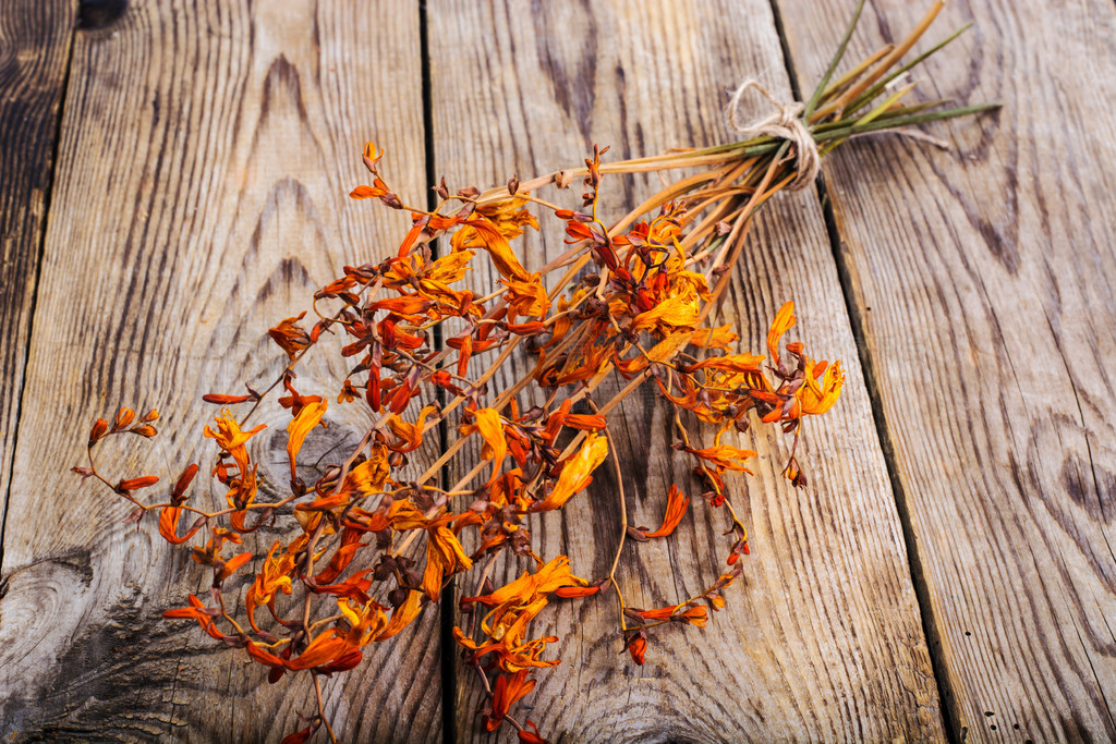 ɻ Crocosmia ľͷϡʳƬɻ Crocosmia