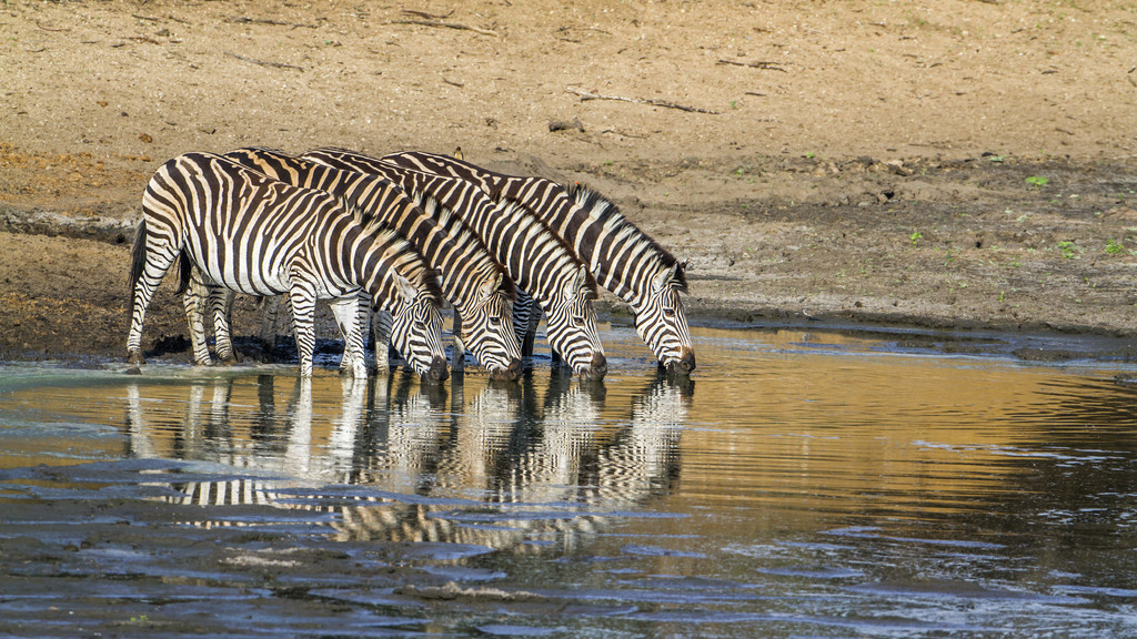  Equus quagga burchellii ƵĿơ²ж