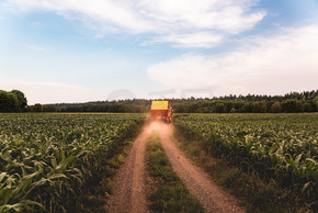 一辆拖拉机在玉米地之间的路上，开走，黑白照片。在玉米地之间的道路上的拖拉机。黑和白