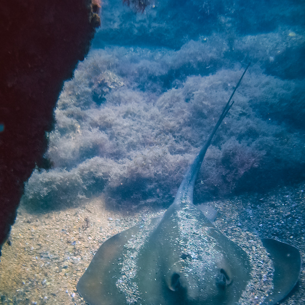 黃貂魚在海底,黃貂魚躺在海底的沙子上.海底的性質.水下的動植物生命.