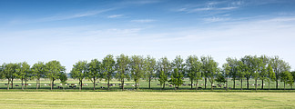 荷兰乌得勒支附近乡村的新鲜绿色荷兰草甸景观中有大量斑点奶牛，一排排树木