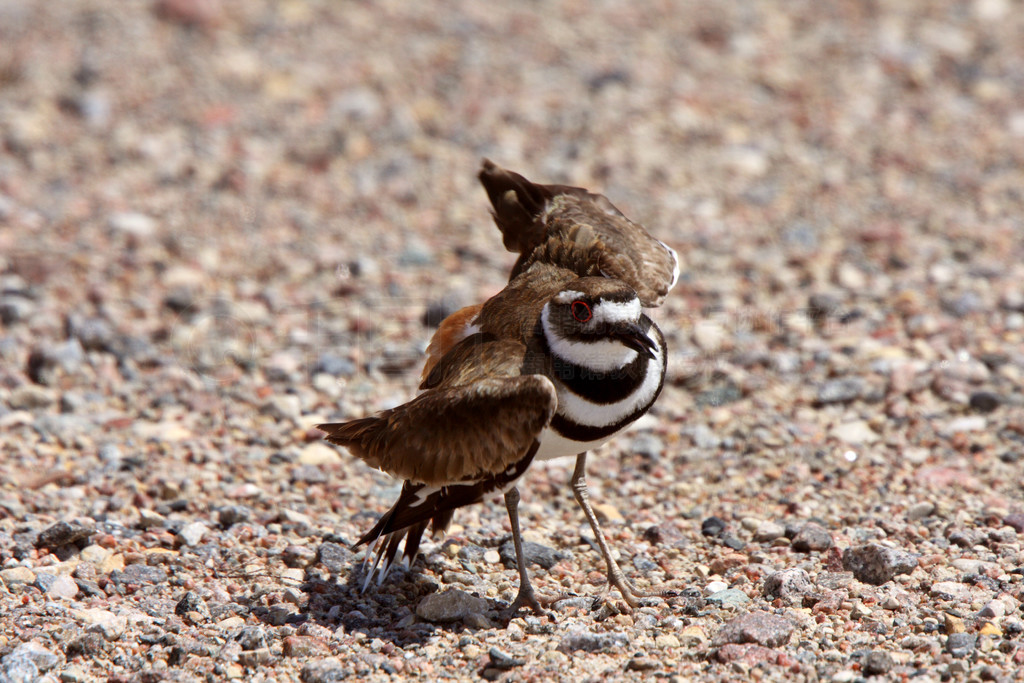 Killdeer 