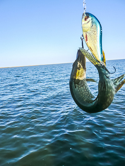 鰷魚釣到的梭魚,河釣. 鰷魚釣到的梭魚,河釣.