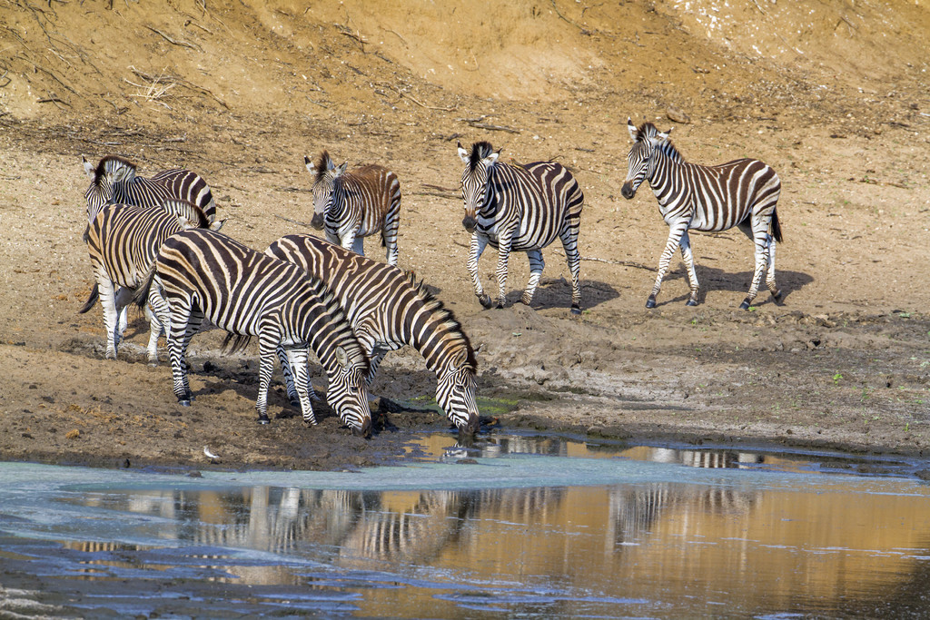  Equus quagga burchellii ƵĿơ²ж