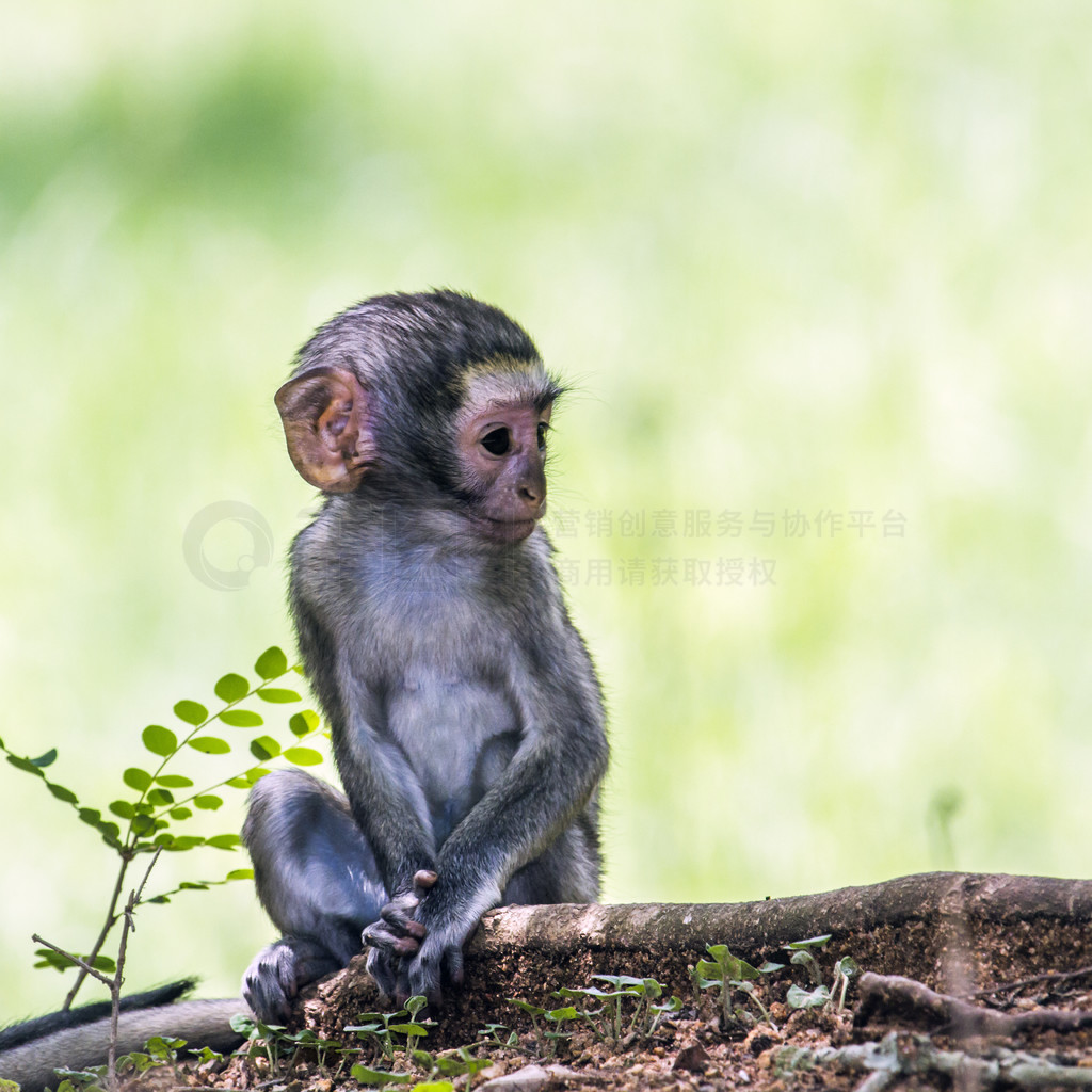 Cercopithecidae  Chlorocebus pygerythrus 塣ڳβ