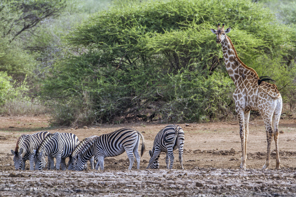  Equus quagga burchellii et Giraffa camelopardalis²жͳ¹