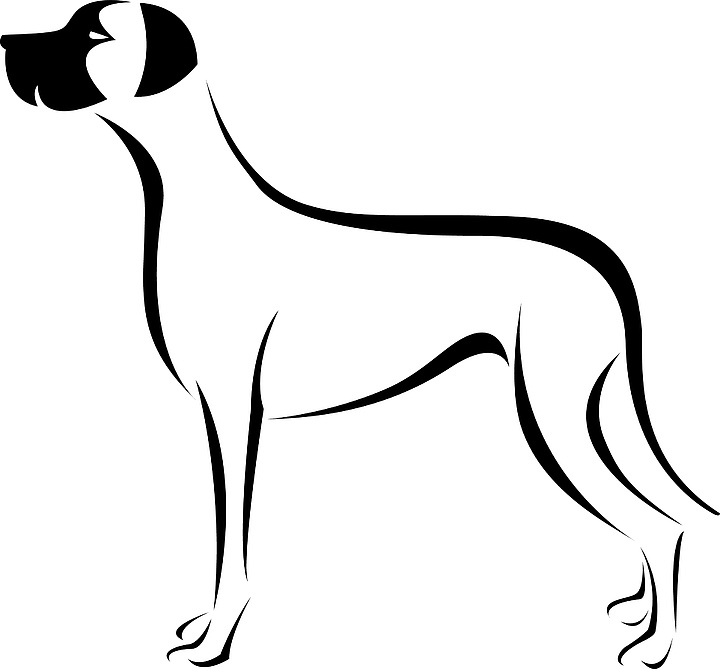 白色背景上的狗(大丹犬)的矢量图像