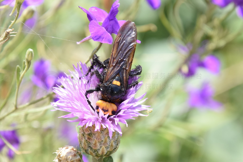 ߴʯ򼡣 Scola ͻƷһ仨ϡMegascolia maculata