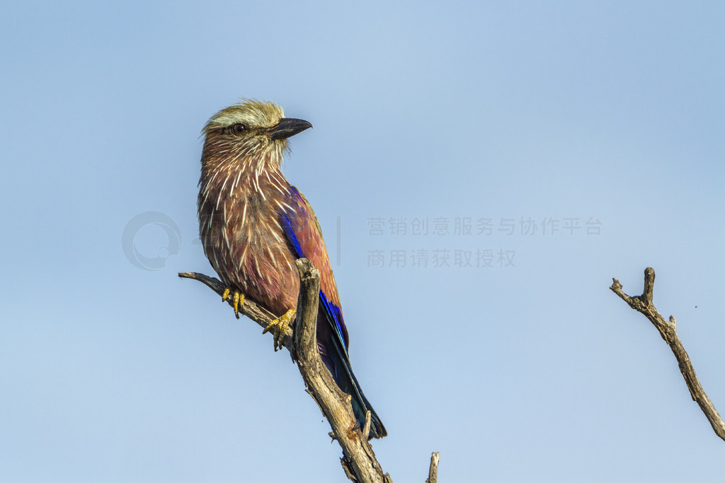  Coracias naevius  Coraciidae Ŀơ Rufous Ϸǿ³ҹ԰