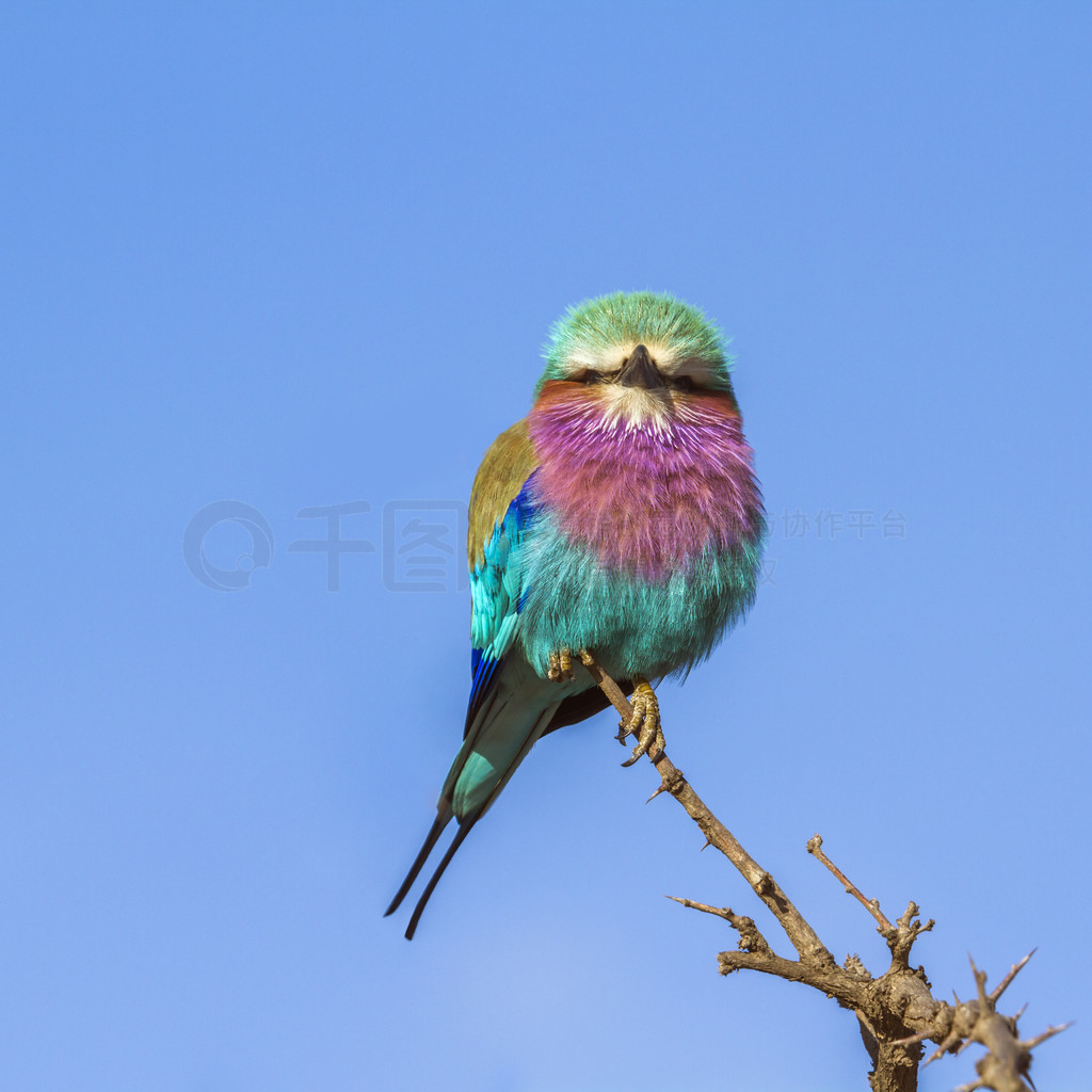  Coracias caudatus  Coraciidae ĿơϷǿ³ҹ԰Ķع