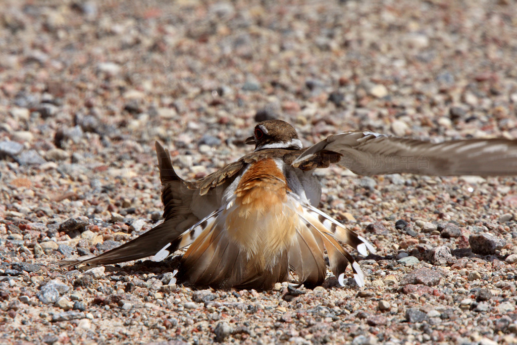 Killdeer 