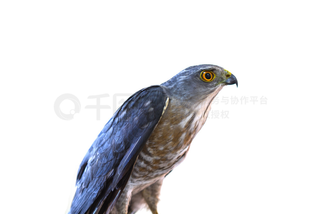 д Besra Сȸӥ (Accipiter virgatus)