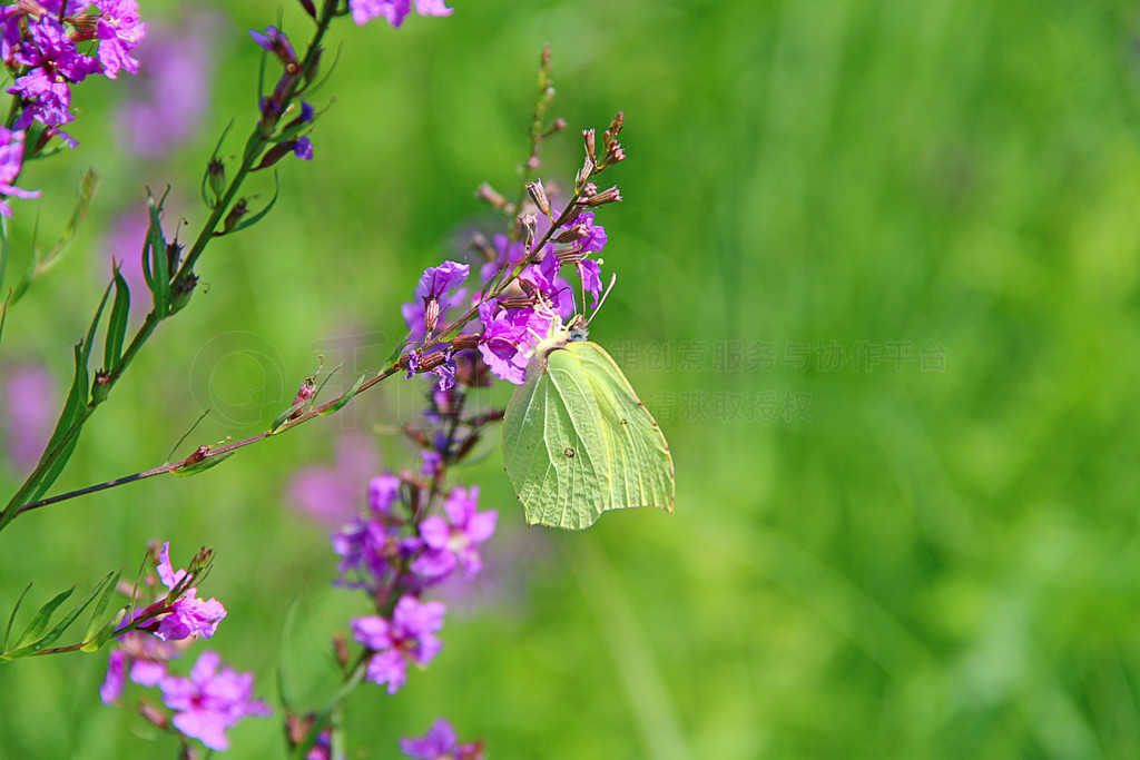 Gonepteryx rhamni ʢ Chamaenerion angustifolium вɼۡɫ Gonepteryx ָ Chamaenerion ϡ