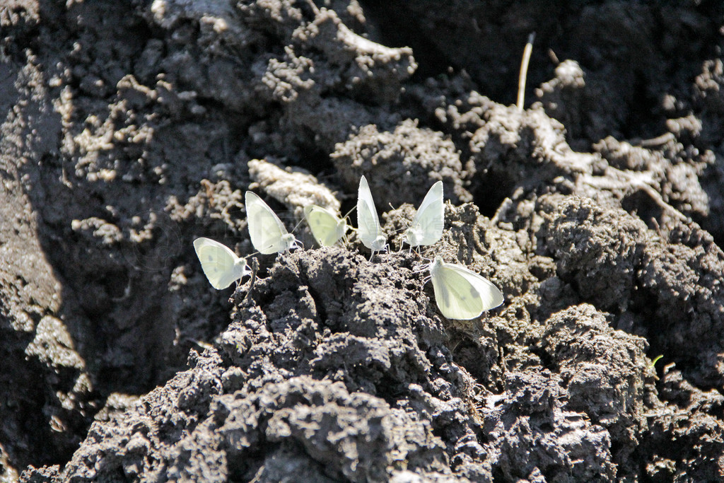  Pieris brasicae ϣǺˮϵˮ֡Ұ Pieris brasicae ϣǺˮ