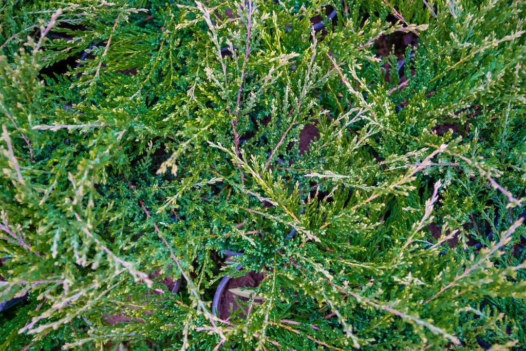 Thuja occidentalis Thuja occidentalis ǰưؿƵĳҶ°Ҷɫ