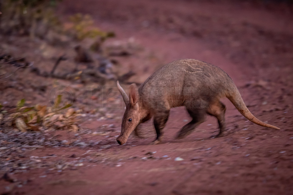 Aardvark Ϸ WGR һ·