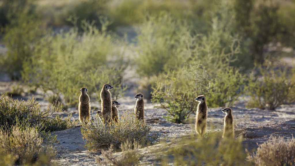 Ϸ Kgalagadi 羳԰ı£èһҴھ״̬Ƶ Suricata suricatta 塣Ϸ Kgalagadi 羳԰è