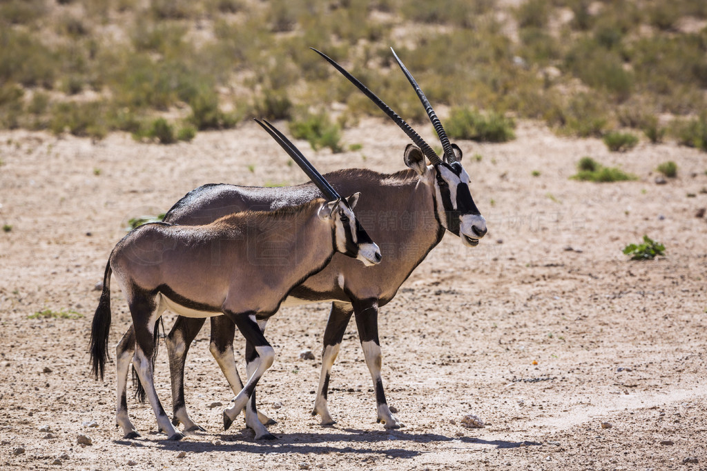 Ϸ Kgalagadi 羳԰ϷԺ̣ţơϷ Kgalagadi 羳԰Ϸ