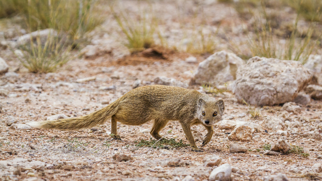 ɫèϷ Kgalagadi 羳԰ĹľߣƵ Cynictis penicillata 塣Ϸ Kgalagadi 羳԰Ļè