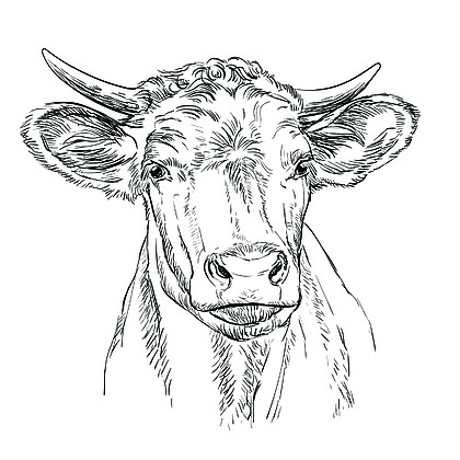 黑白素描牛头画图片