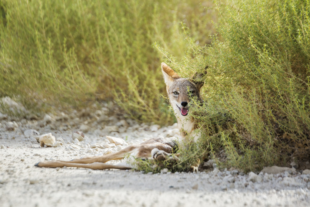 ڱϷ Kgalagadi 羳԰ Specie Canis mesomelas ȮơϷ Kgalagadi 羳԰ĺڱ