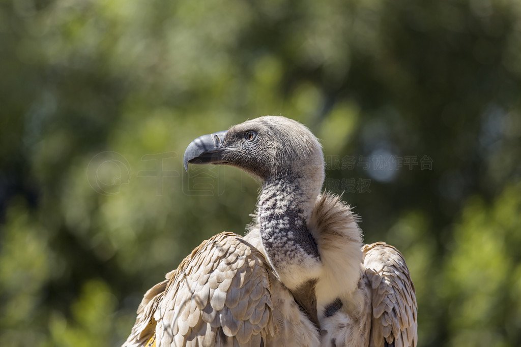 Ϸ Vulpro ĵ Cape Vulture Ф Accipitridae  Gyps coprotheres 塣Ϸ Vulpro 