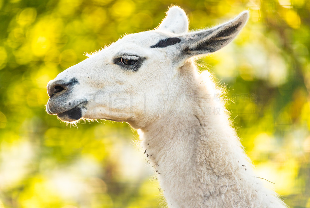 Stubenberg am Seeʩ - µ 15.09.2019ȫ Lama glama дȫ Lama glama ͷ;д