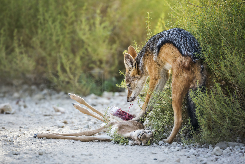 ڱϷ Kgalagadi ߾԰ Specie Canis mesomelas ȮơϷ Kgalagadi 羳԰ĺڱ