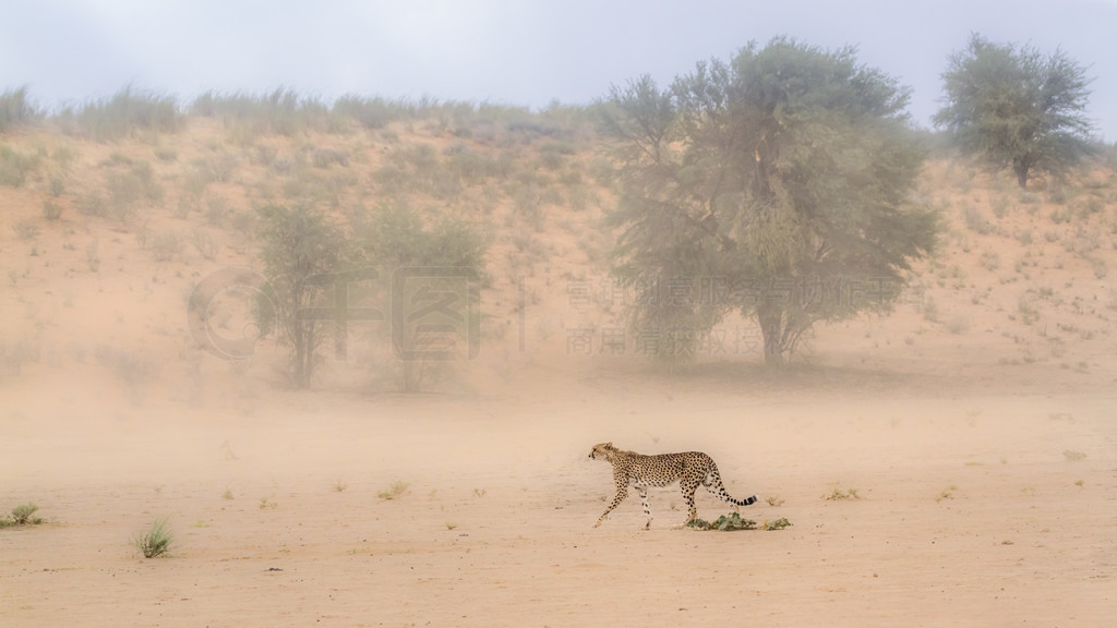 ԱϷ Kgalagadi 羳԰ɳߣèƶ Acinonyx jubatus 塣Ϸ Kgalagadi 羳԰Ա