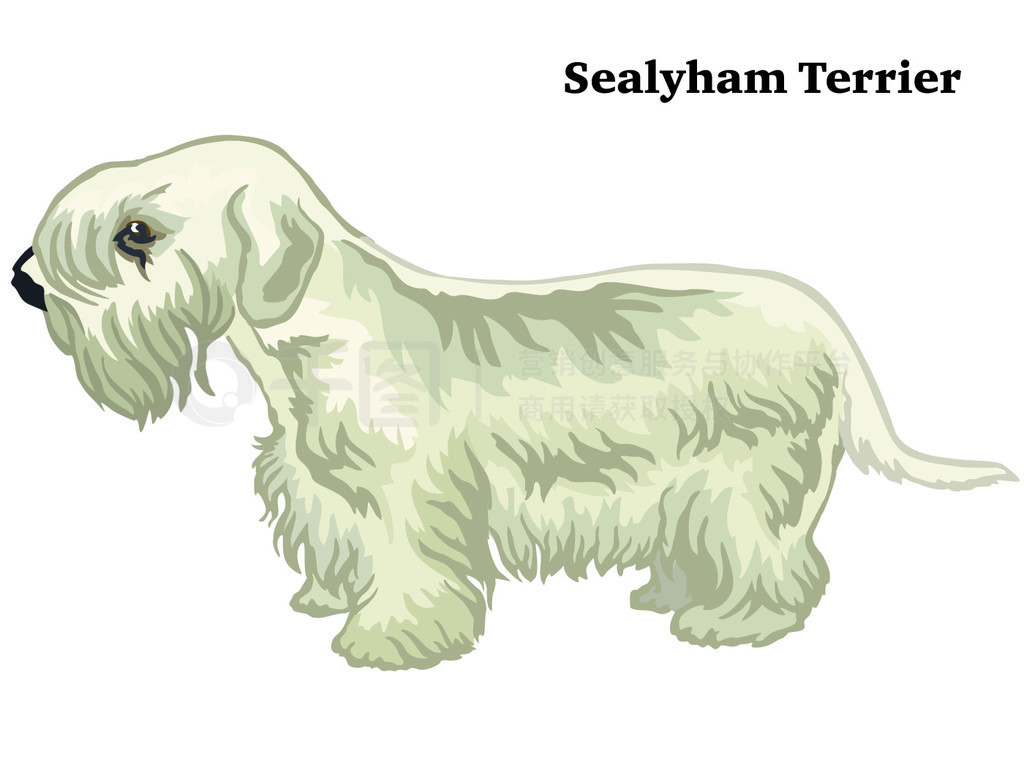 վ Sealyham Terrier еװФʸɫͼڰɫ±롣Ƶͼ