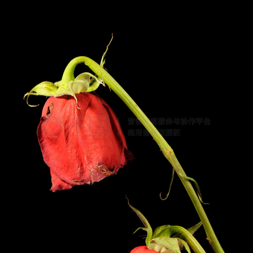 超过 200 张关于“枯萎玫瑰”和“玫瑰”的免费图片 - Pixabay