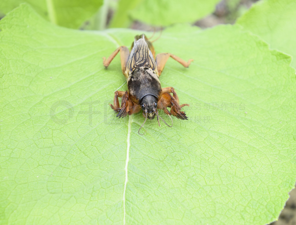 Gryllotalpa gryllotalpa һƬݵϡ԰ֲ԰档 Gryllotalpa gryllotalpa һݡ԰ֲ԰档