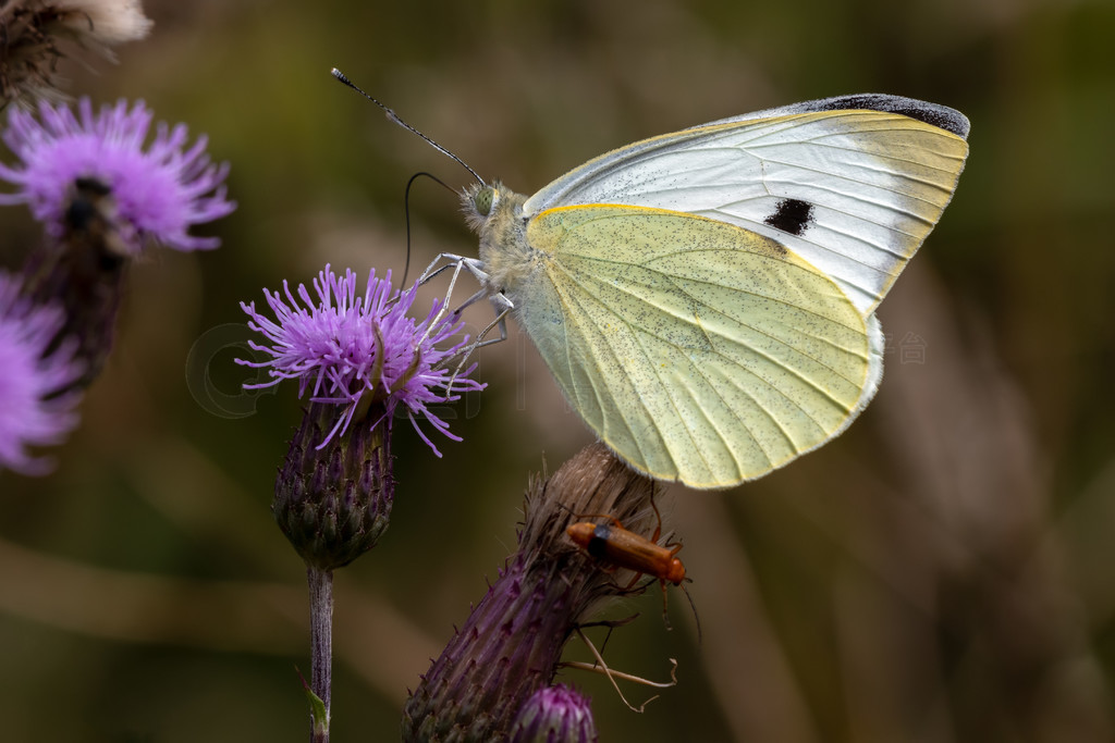 ԼΪʳĴ (Pieris brasicae) 