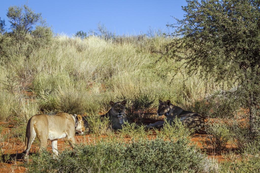 Ϸ Kgalagadi 羳԰ͷ׷ȦķĸʨèƵֱʨ塣Ϸ Kgalagadi 羳԰ķʨ